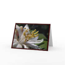 Lemon Blossom Card