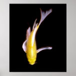 Lemon Butterfly Koi posters