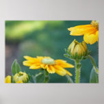 Lemon Drop Rudbeckia posters