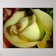 lemon lime rose print