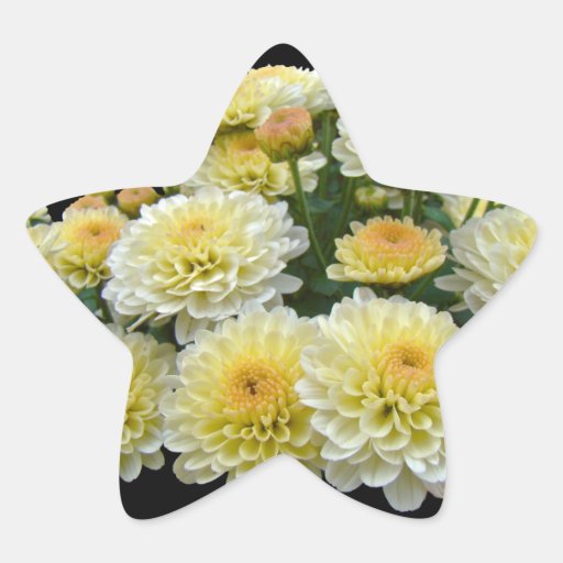 Lemon Meringue Chrysanthemums Star Sticker