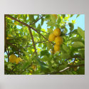 LEMON TREE posters