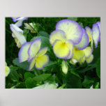 Lemon Yellow Pansies Poster posters