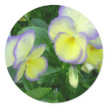 Lemon Yellow Pansies Sticker