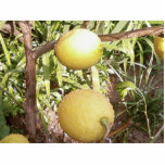 Lemons photo sculptures