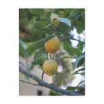 Lemons postcards