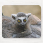 Lemur Baby  Mouse Pads mousepads