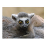 Lemur Baby  Postcards