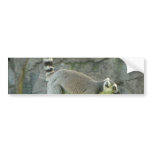 Lemur bumper stickers
