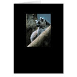 Lemur cards