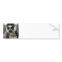 Lemur Face  Bumper Stickers