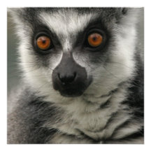 Lemur Face Invitations