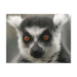 Lemur Face  Postcards