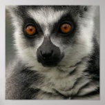 Lemur Face Poster posters