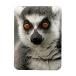 Lemur magnets