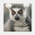 Lemur magnets