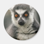 Lemur magnets
