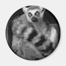 lemur fridge magnets