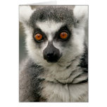 Lemur cards
