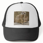 Lemur Hat