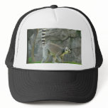 Lemur hats