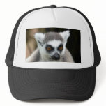Lemur hats