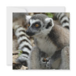 Lemur Invitation