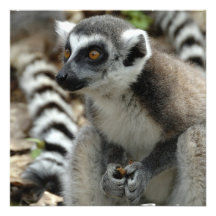 Lemur Invitation