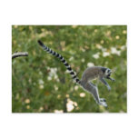 Lemur Jump Postcard