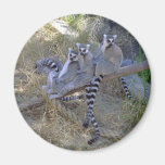 Lemur Line Magnet