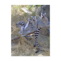 Lemur Line Postcard