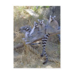 Lemur Line Postcard