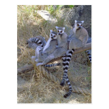 Lemur Line Postcard