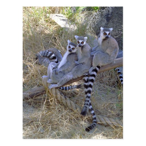 Lemur Line Postcard