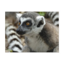 Lemur Monkey Postcard