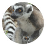 Lemur Monkey Sticker