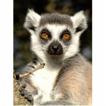 Lemur Photo Sculpture