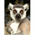 Lemur Photo Sculpture photo sculptures