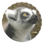 Lemur Photo Stickers