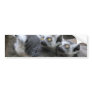 Lemur Piggy Back Bumper Sticker