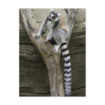 Lemur Postcard