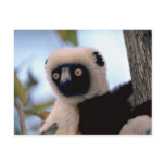 Lemur postcards