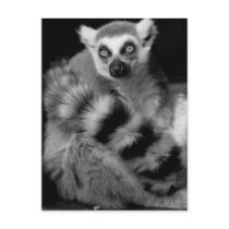 lemur postcard