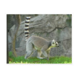 Lemur postcards