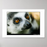 Lemur posters