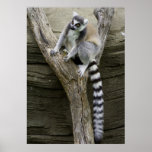 Lemur Poster posters