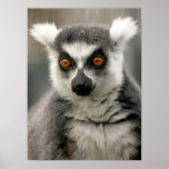 Lemur posters