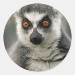 Lemur stickers