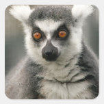 Lemur stickers