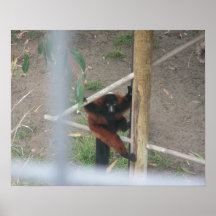 Lemurs 001 20"x16" Poster
